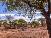 Rezerwat w Chobe (Botswana)